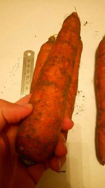 Поставки моркови из Украины
